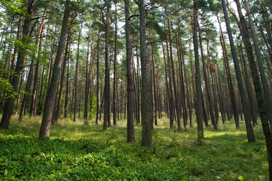 STT pateikė pastabų dėl Vyriausybės nutarimo, leidžiančio savivaldybėms keisti valstybinių miškų...